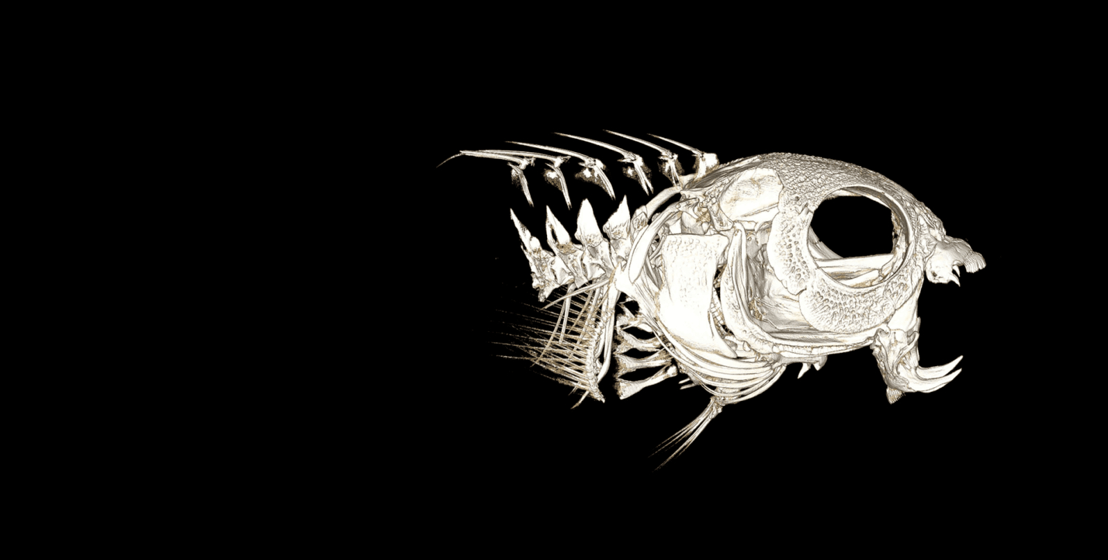 Скелет рыбы парусника