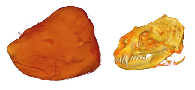 CT renders of the skulls and face of a NZ Fur Seal. Image courtesy of David Hocking