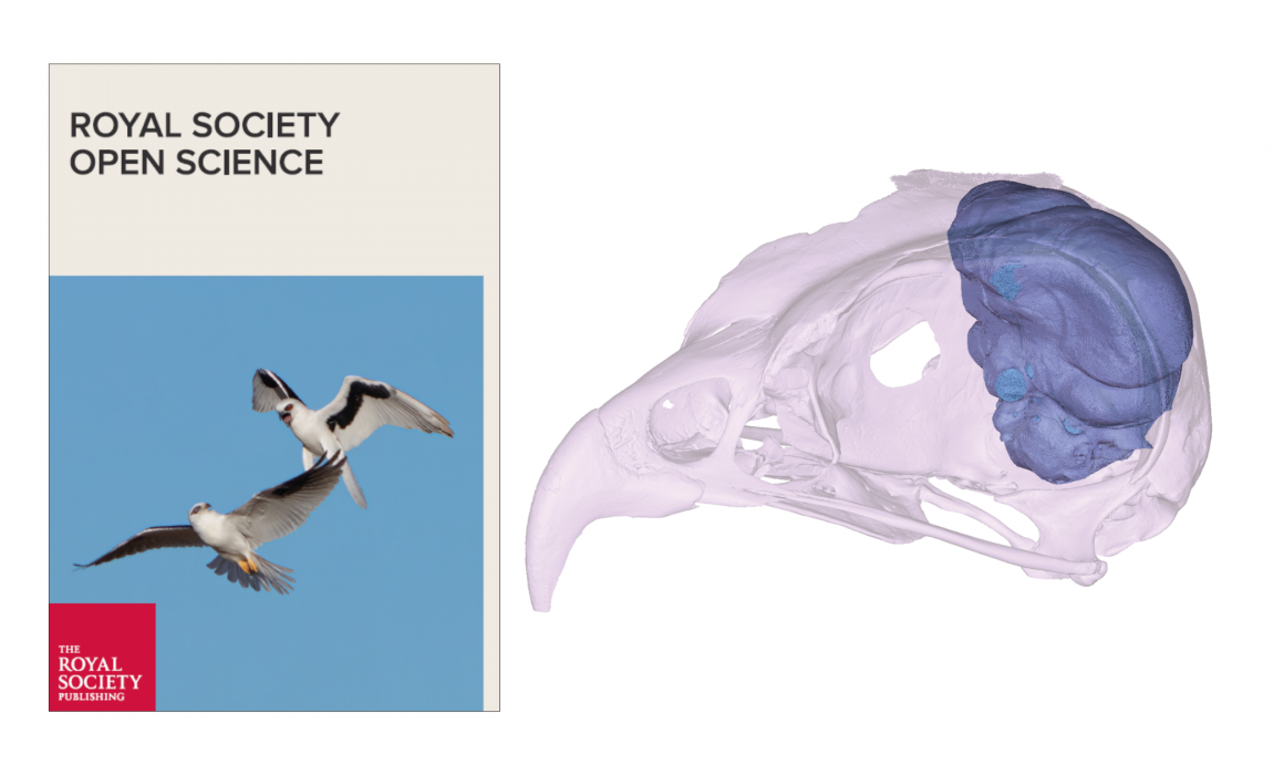 Advanced imaging collects insights into museum’s birds and their evolution