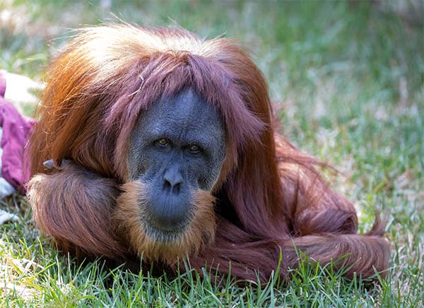 Ape-y ending for sick Orangutan at the National Imaging Facility SA Node