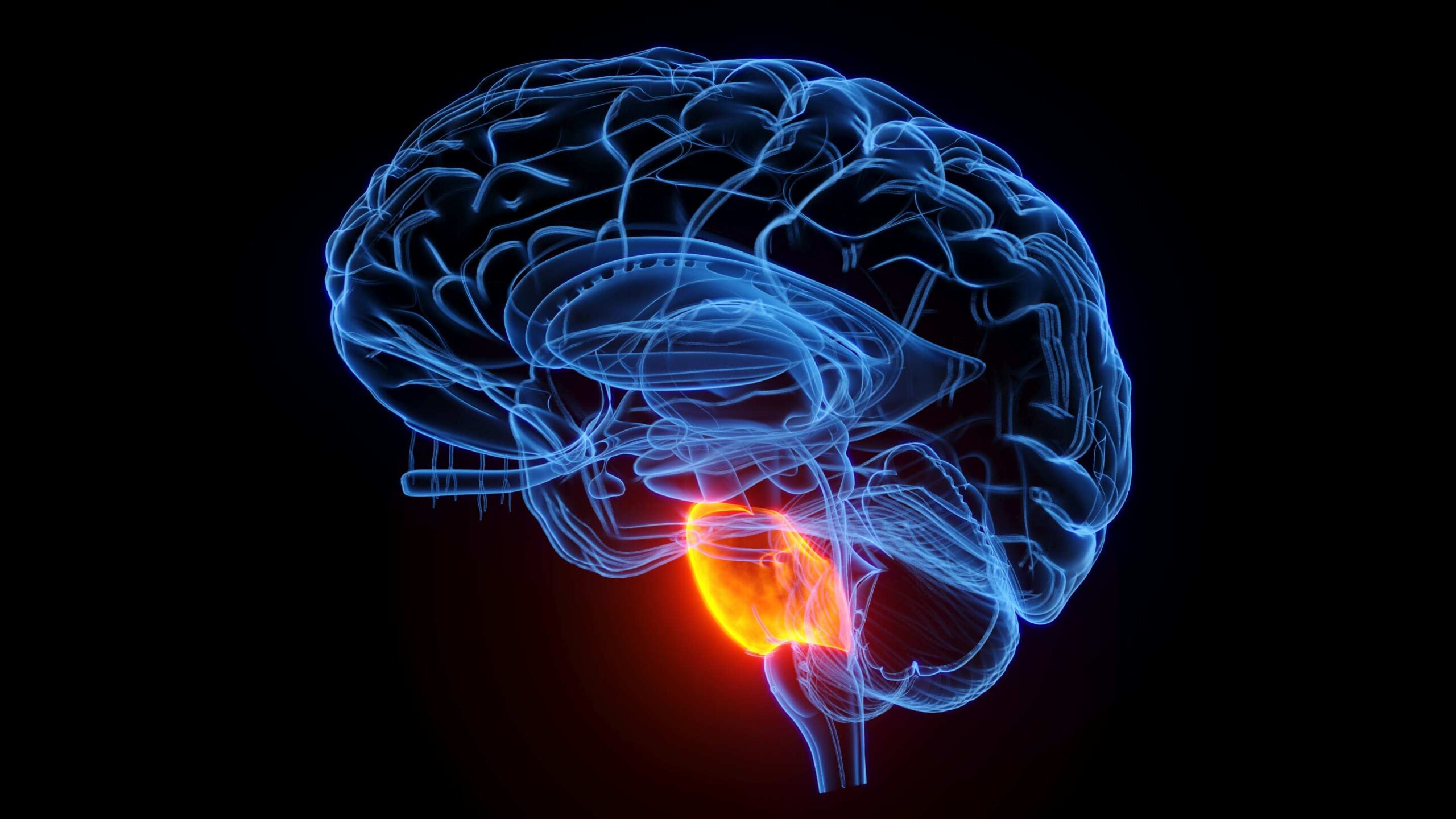 7T MRI used to map brain’s control of pain signals