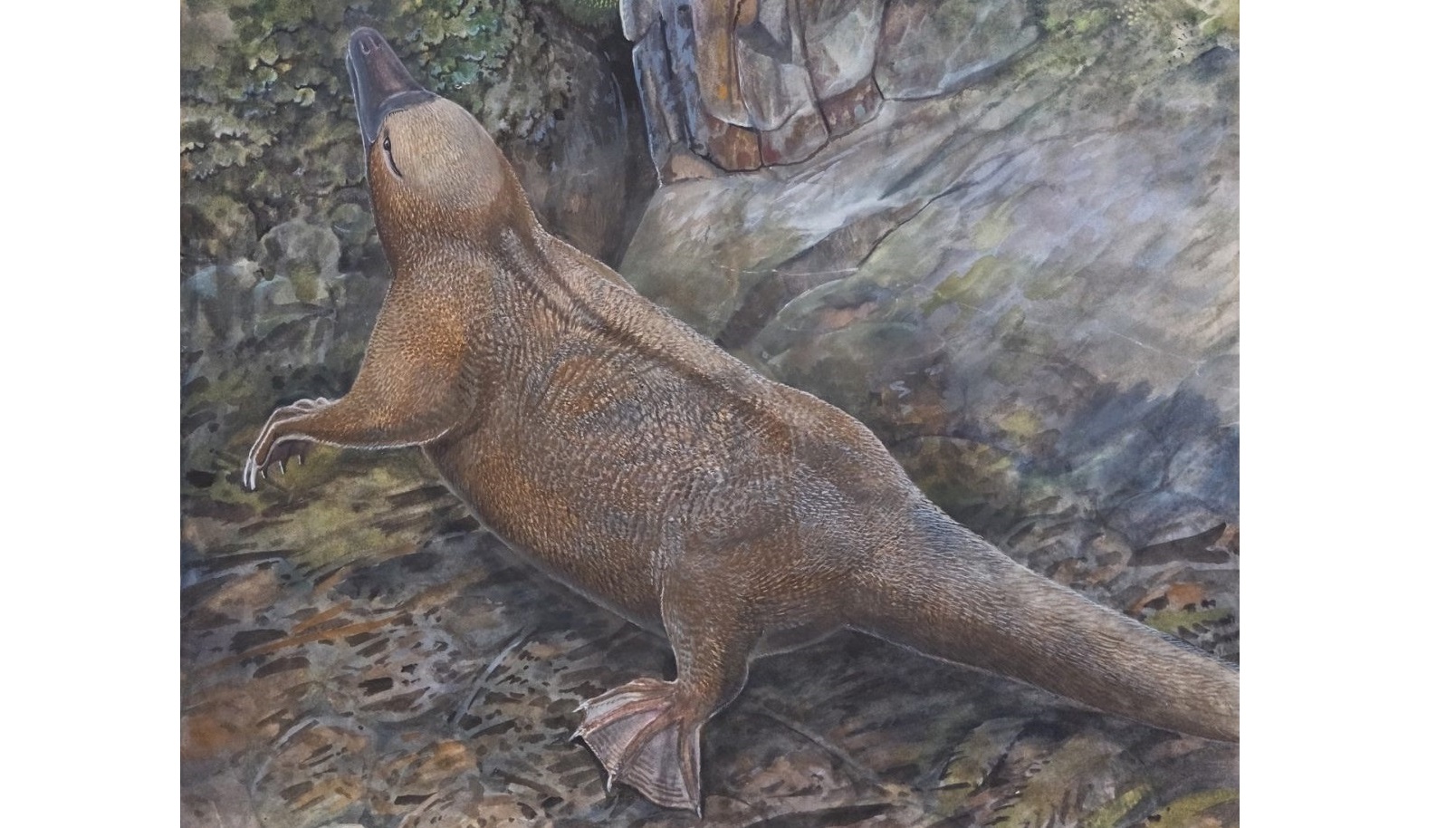 Echidnas and evolution: new imaging techniques settle ancestry debate