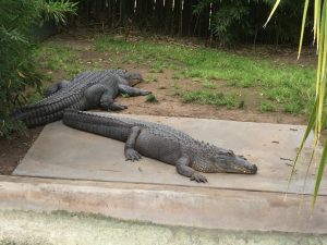 Two alligators resting on the ground