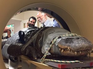 A restrained alligator inside a CT scanner with veterinarians and researchers looking on