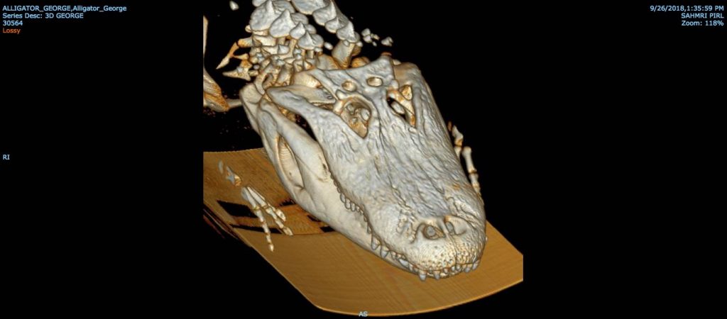 A CT scan showing 3D structure of an alligator head